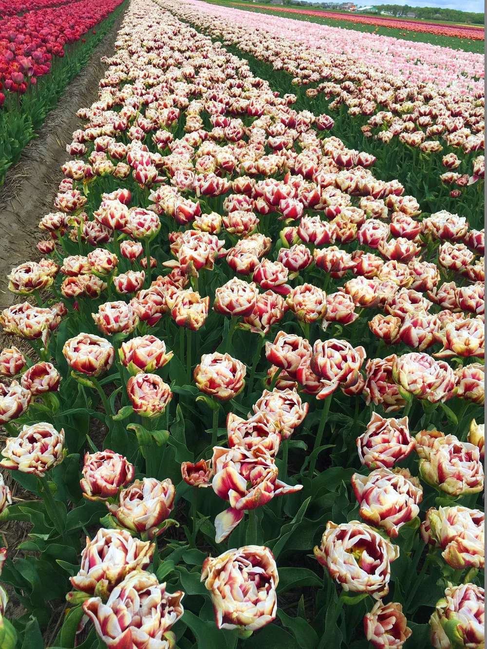 Tulipan 'Wyndham'